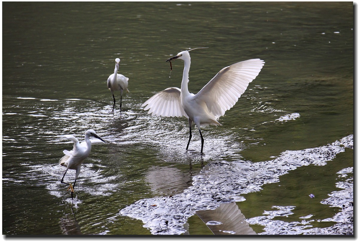 【美丽大自然】— 系列组照之浣花鹭鸟