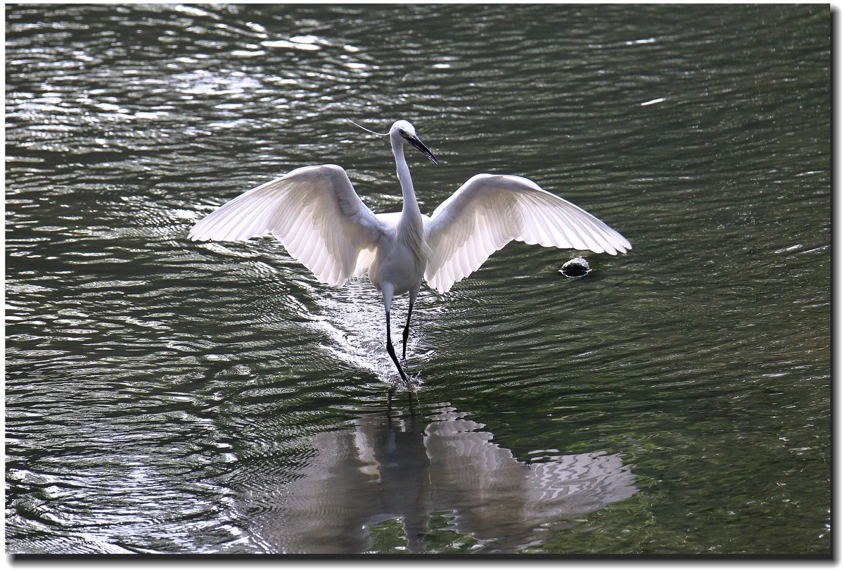 【美丽大自然】— 系列组照之浣花鹭鸟