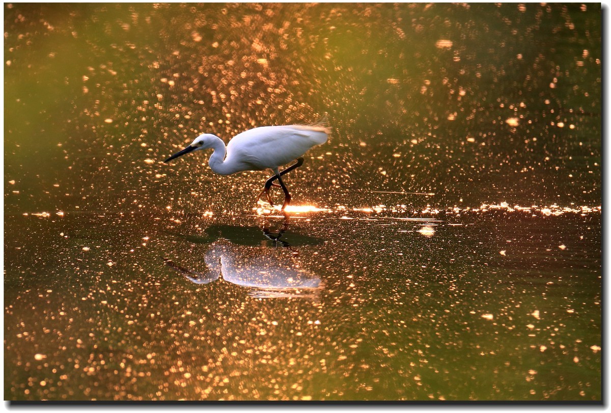 【美丽大自然】— 系列组照之浣花鹭鸟