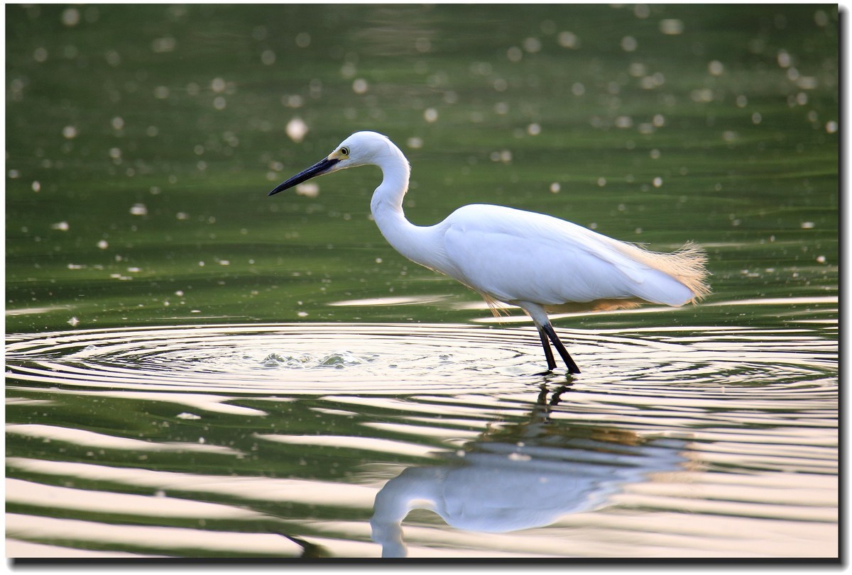 【美丽大自然】— 系列组照之浣花鹭鸟