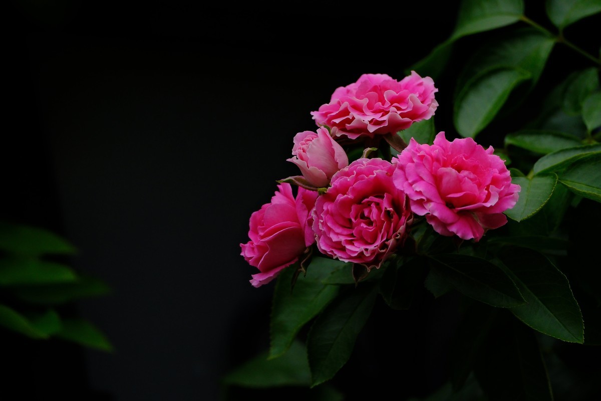 X-H2s机身+XF150-600mmF5.6-8 RLM OIS WR镜头