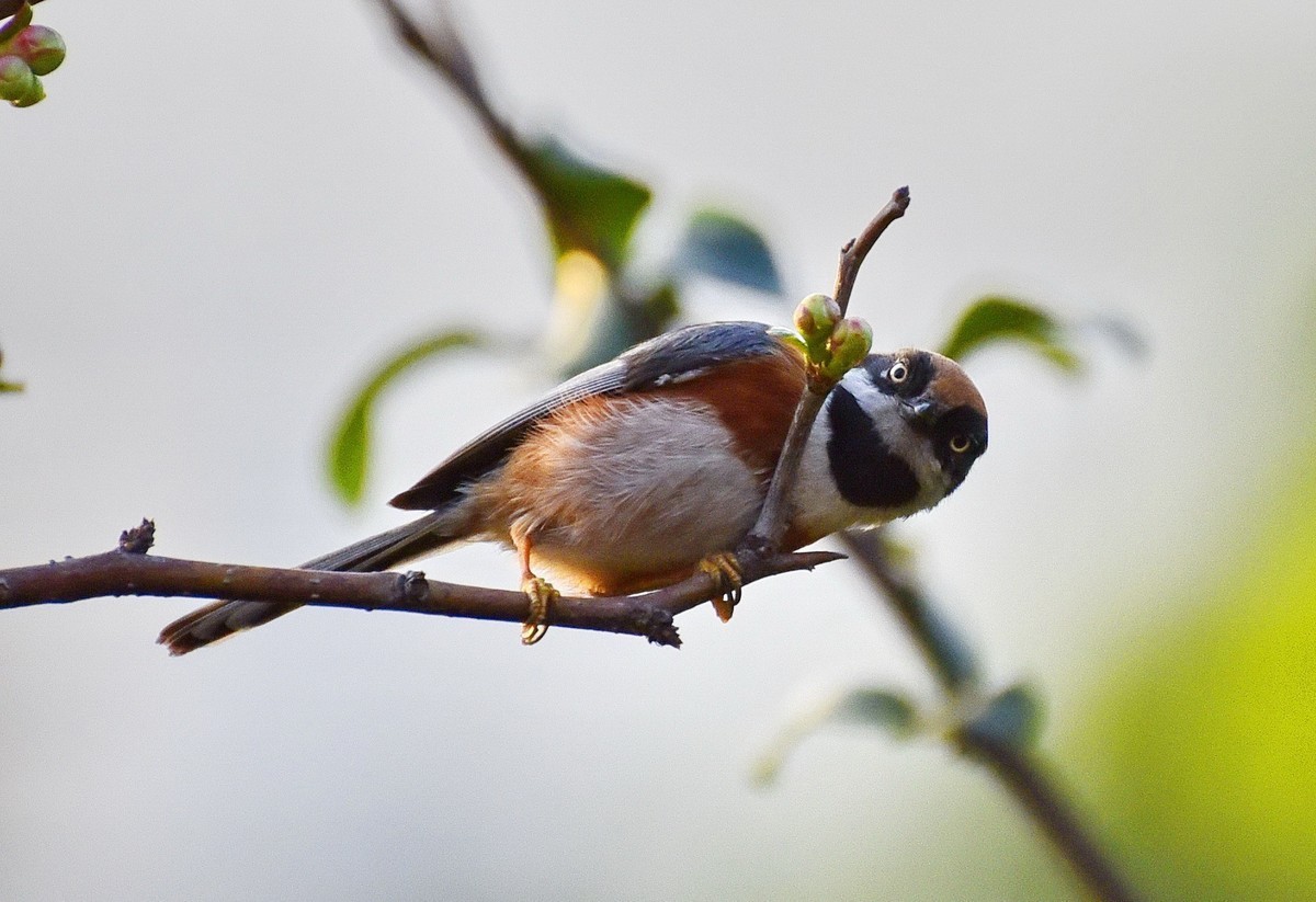 呆萌的红头长尾山雀!