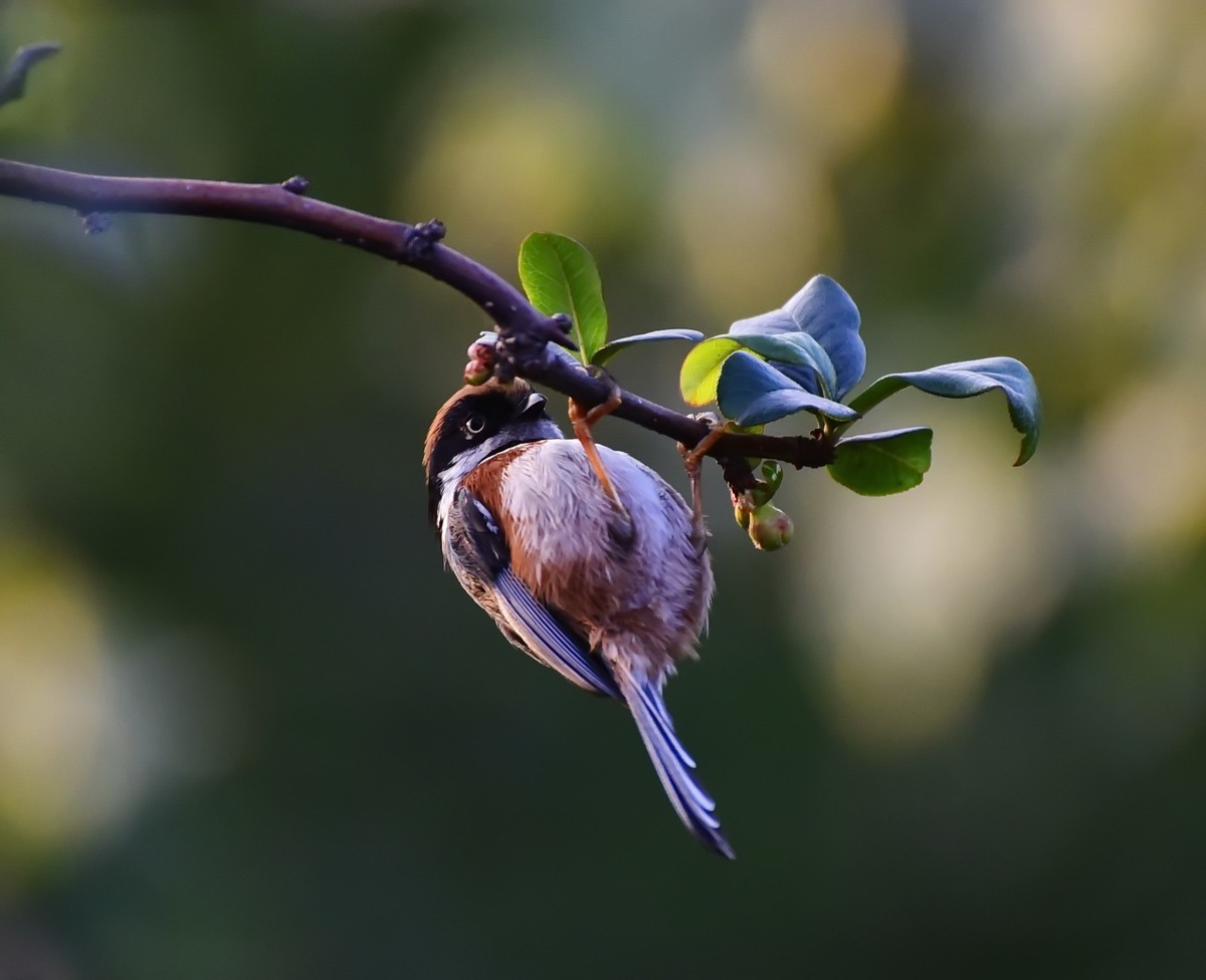 呆萌的红头长尾山雀!