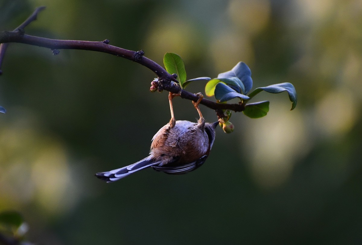呆萌的红头长尾山雀!