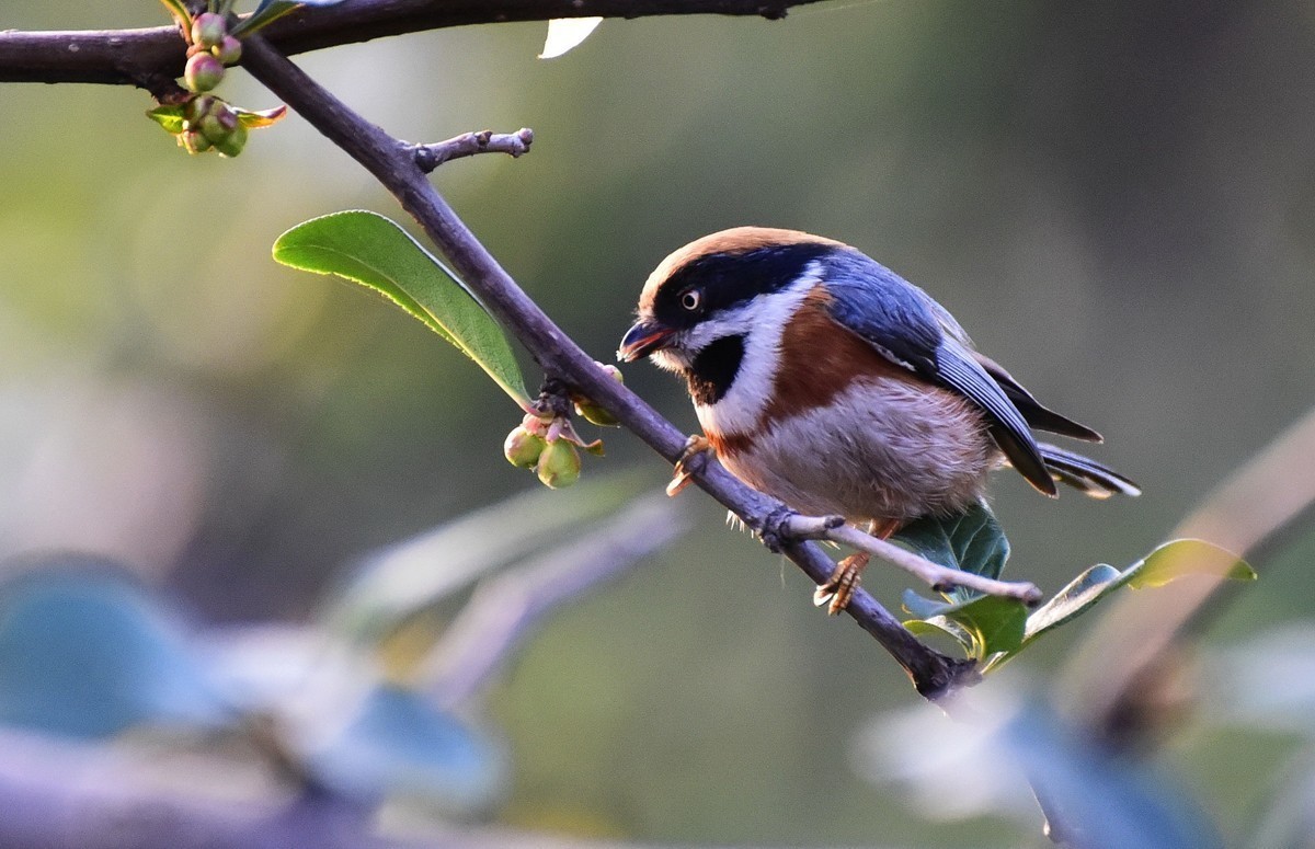 呆萌的红头长尾山雀!