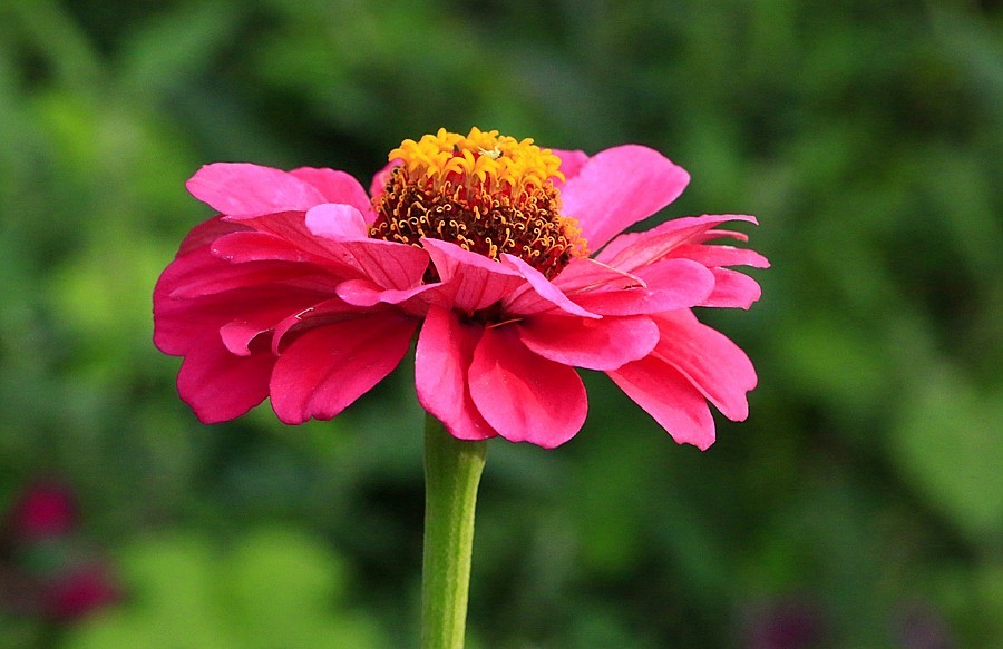 《不老松：纪实摄影》【大美河山系列报導】三游东戴河！(106)住地80后渔家院的花！