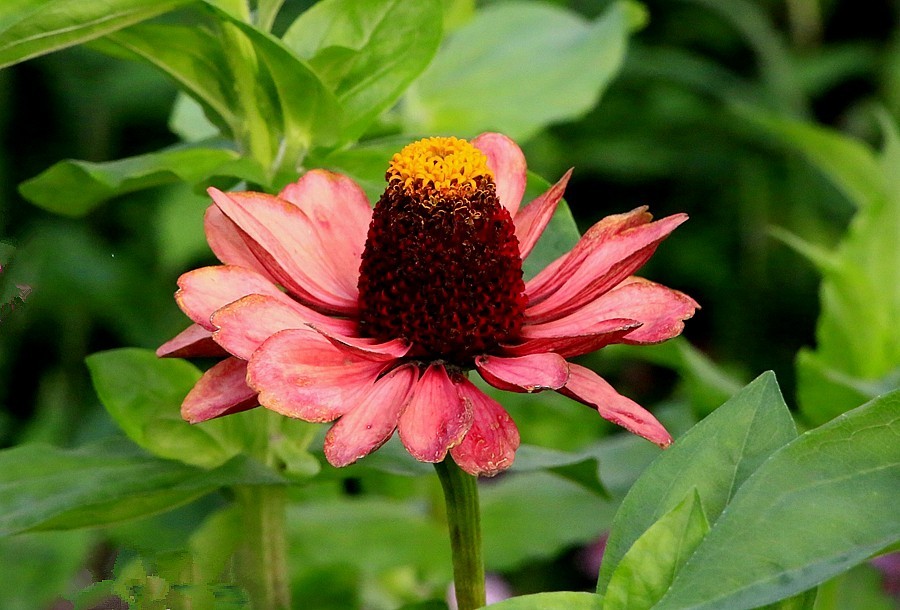 《不老松：纪实摄影》【大美河山系列报導】三游东戴河！(106)住地80后渔家院的花！