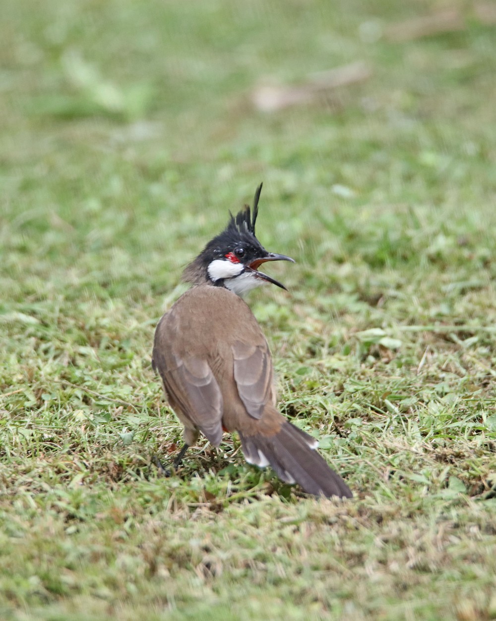 一梭子拍鸟——红耳鹎