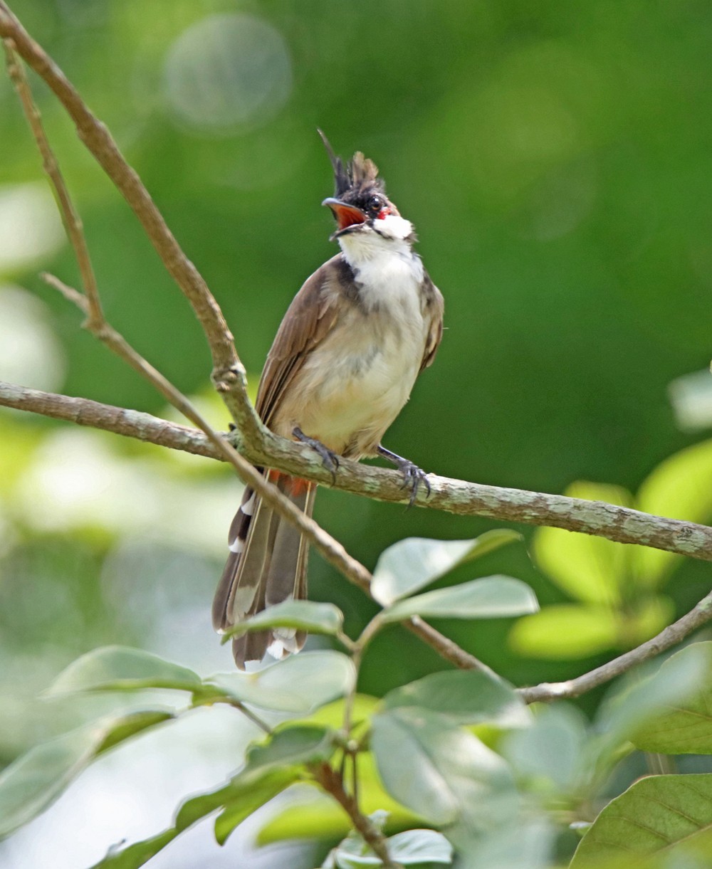 一梭子拍鸟——红耳鹎