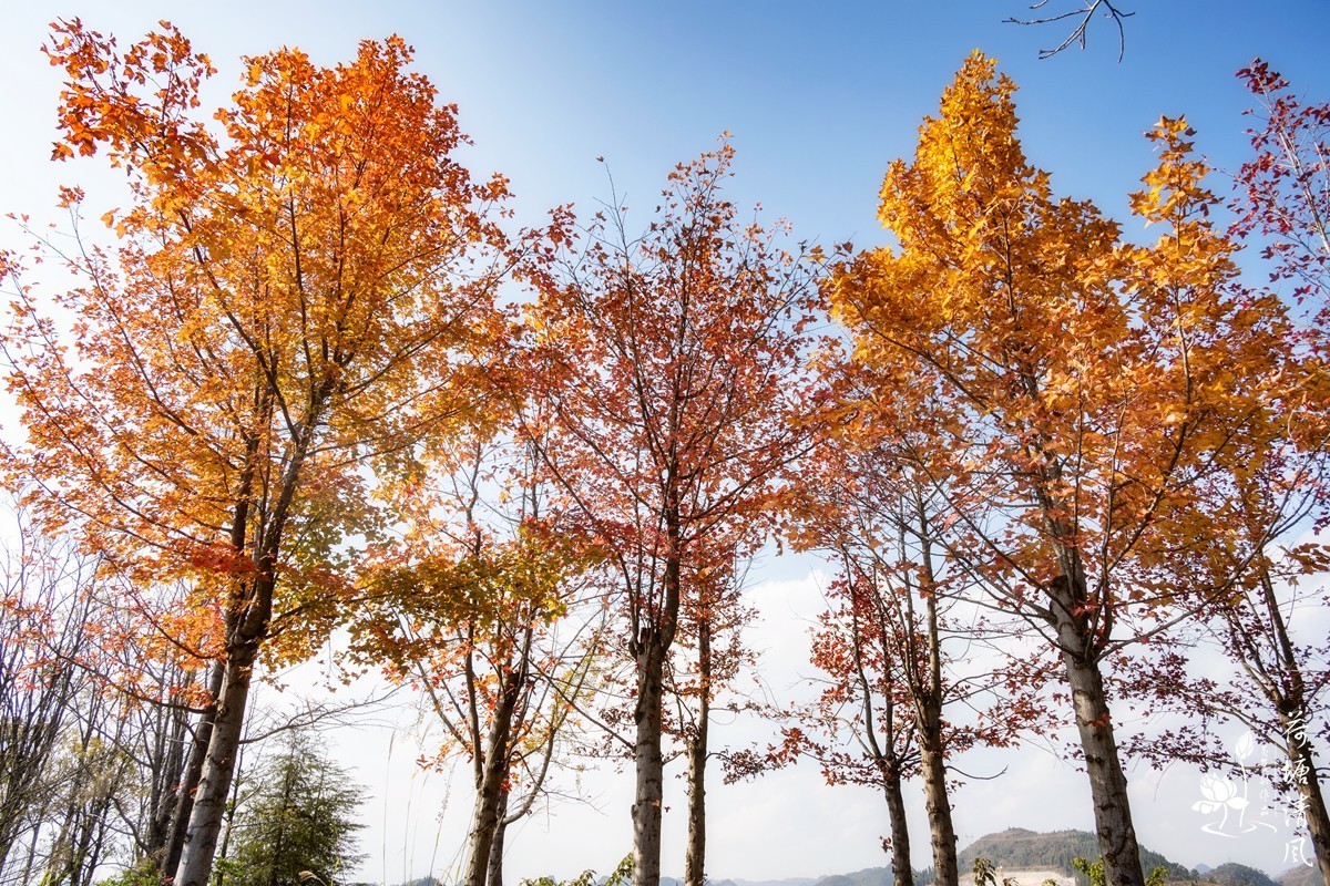 贵洲的暖冬就是美。今天下午，守着一两棵树就拍了一个多小时。