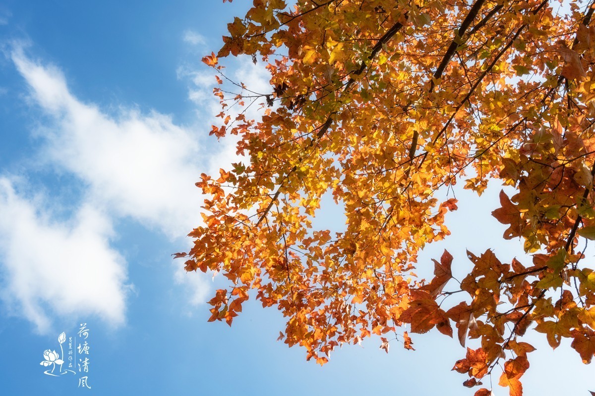 贵洲的暖冬就是美。今天下午，守着一两棵树就拍了一个多小时。