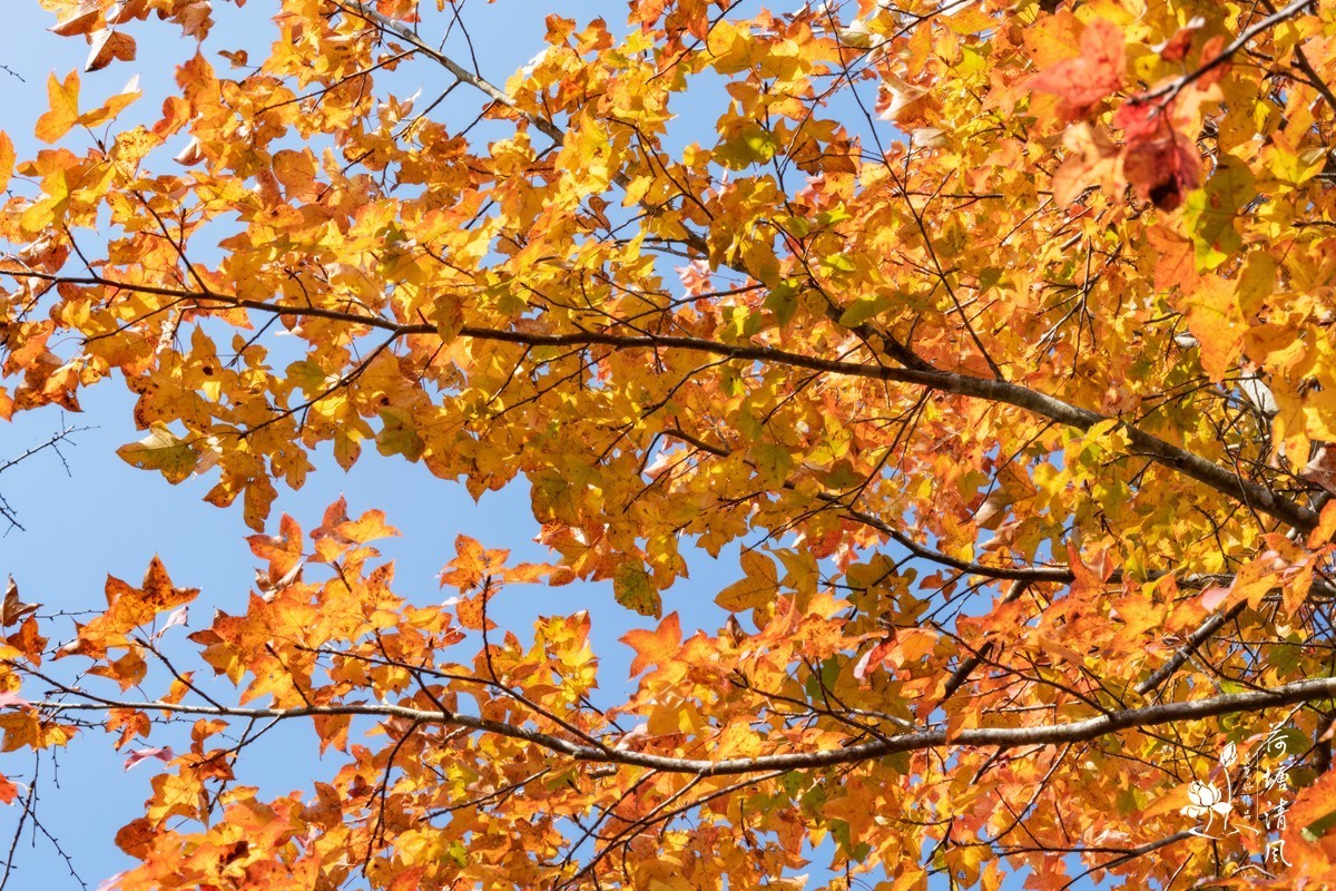 贵洲的暖冬就是美。今天下午，守着一两棵树就拍了一个多小时。