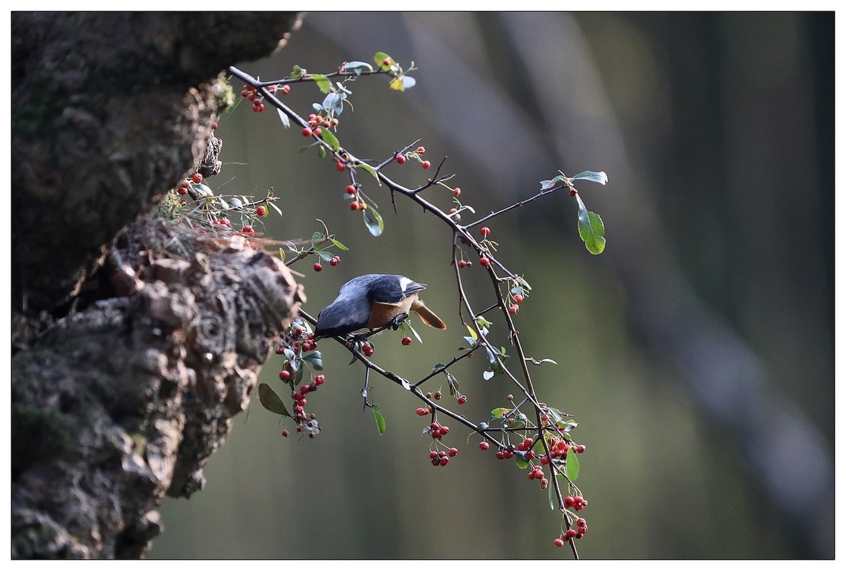 爱吃野果的红尾水驹（一）