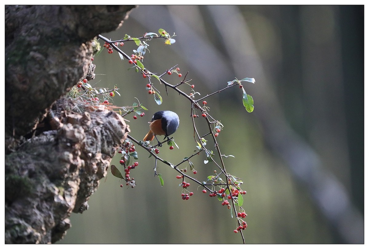爱吃野果的红尾水驹（一）