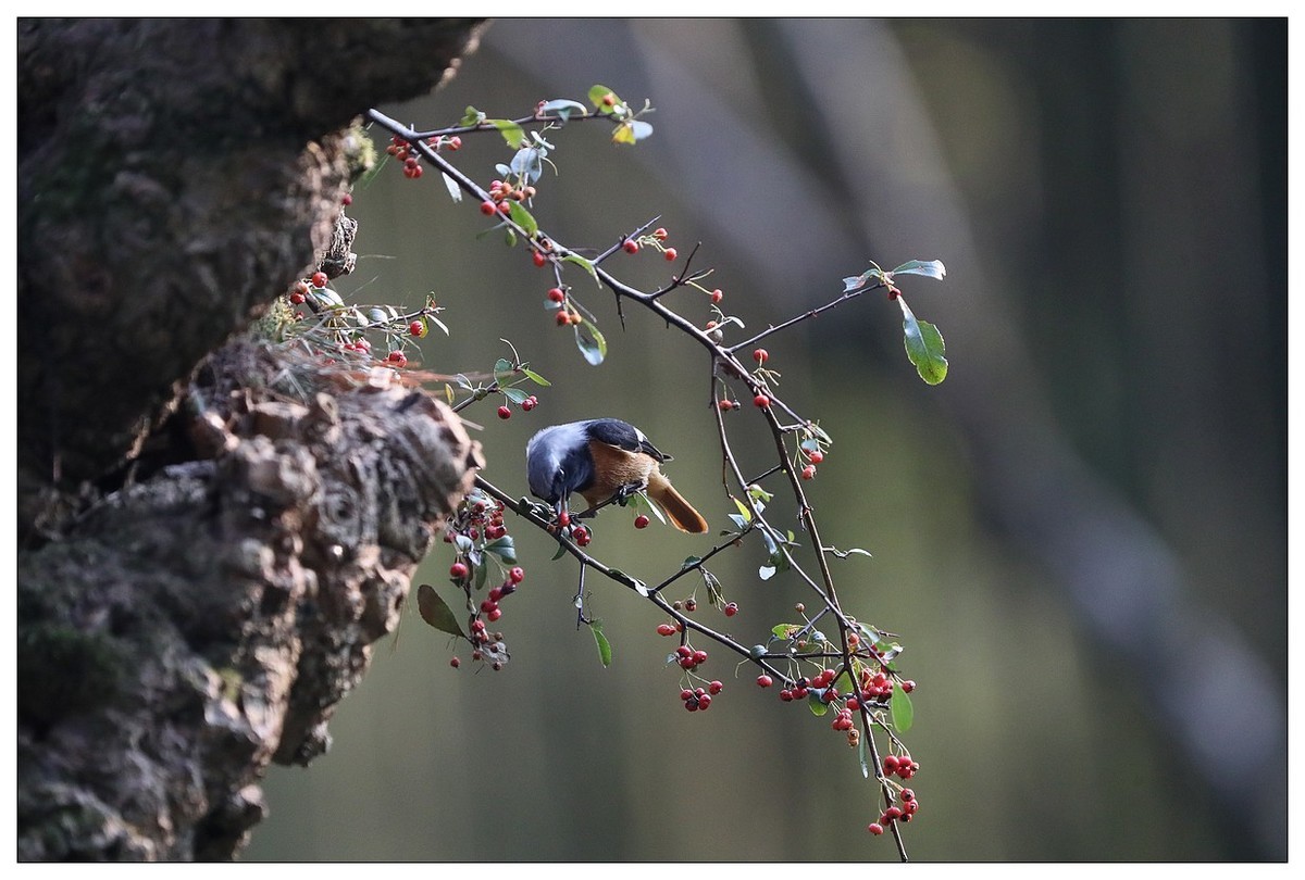 爱吃野果的红尾水驹（一）