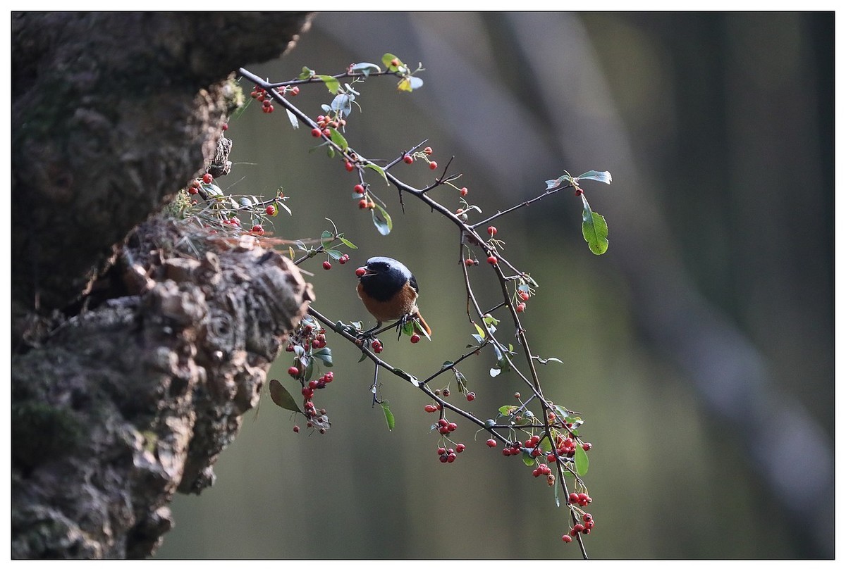 爱吃野果的红尾水驹（一）