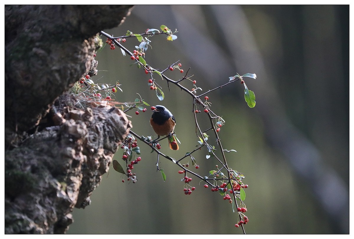 爱吃野果的红尾水驹（一）
