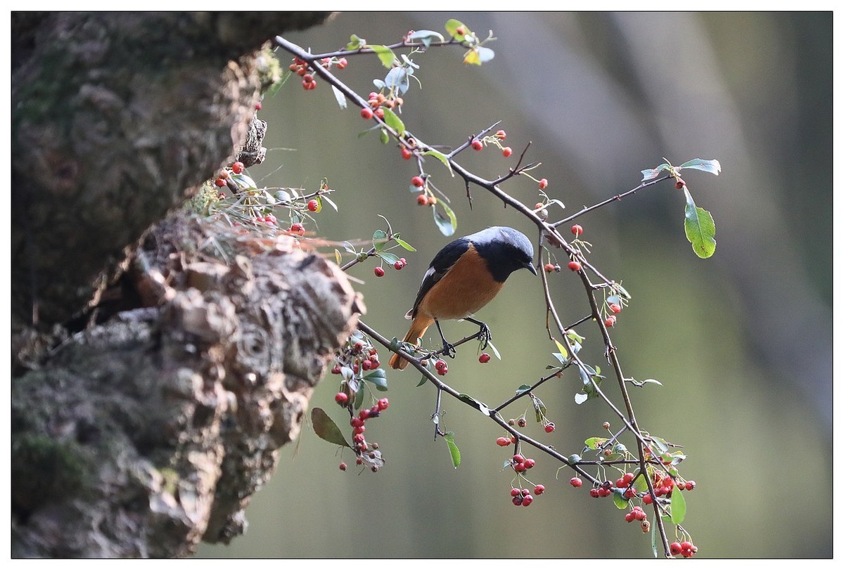爱吃野果的红尾水驹（一）