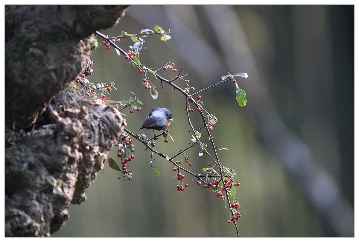 爱吃野果的红尾水驹（一）