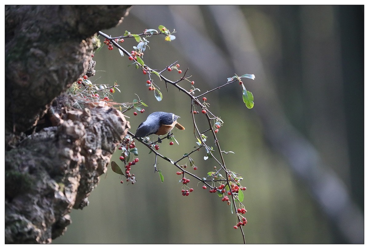 爱吃野果的红尾水驹（一）