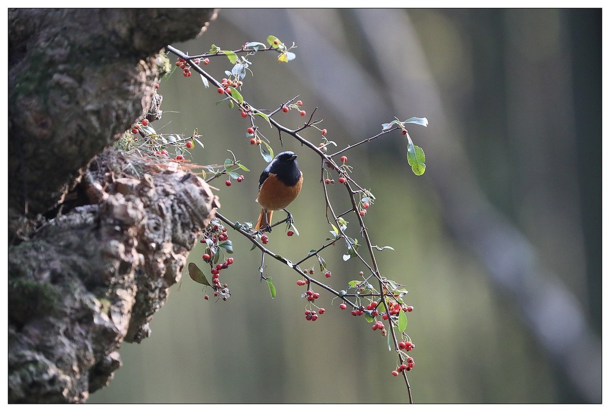 爱吃野果的红尾水驹（一）