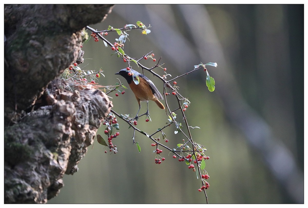 爱吃野果的红尾水驹（一）