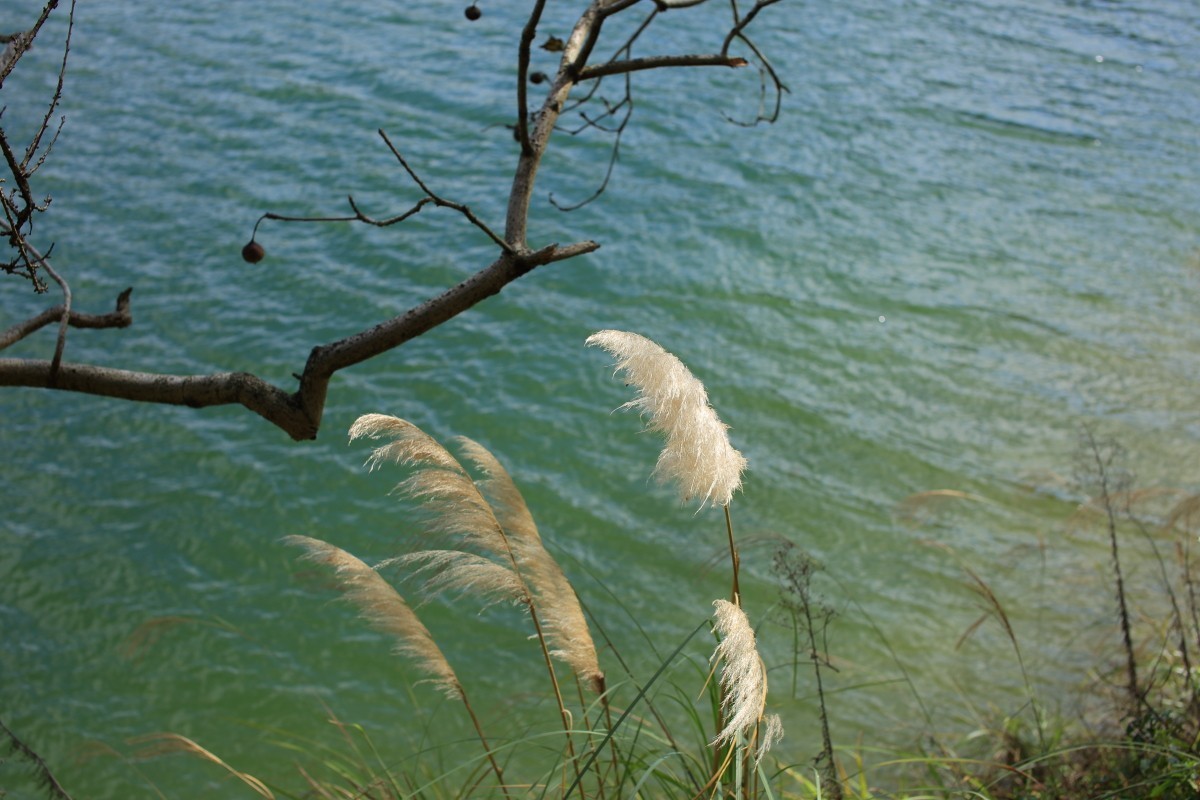 走马观花都匀绿博园（贰）