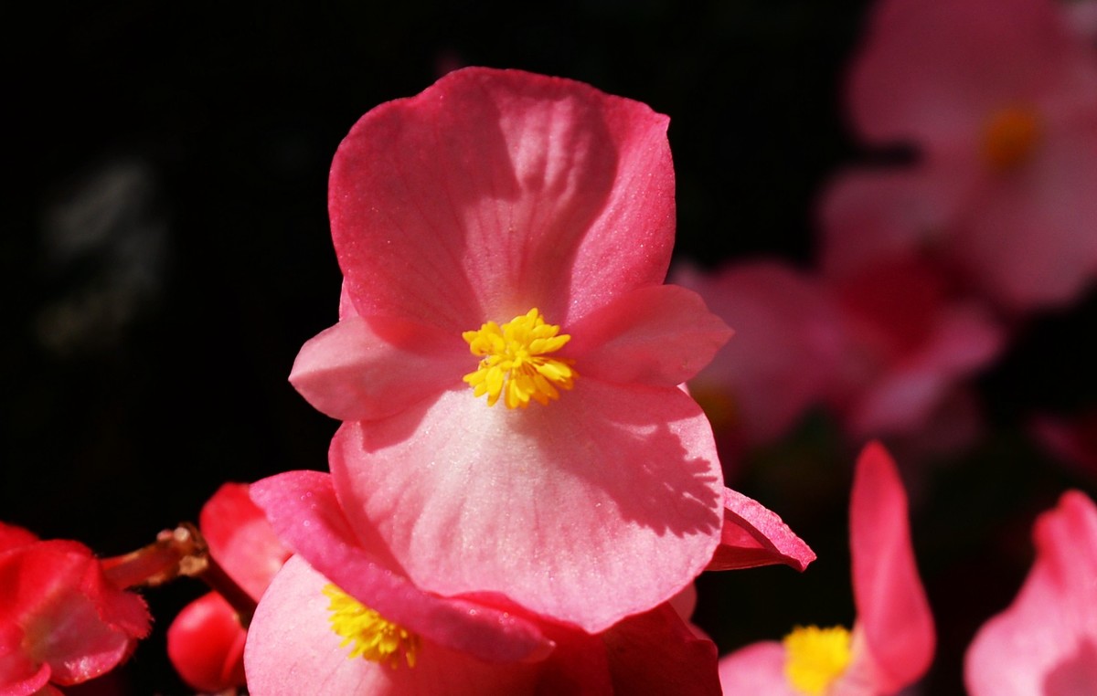 秋海棠(二)-中关村在线摄影论坛