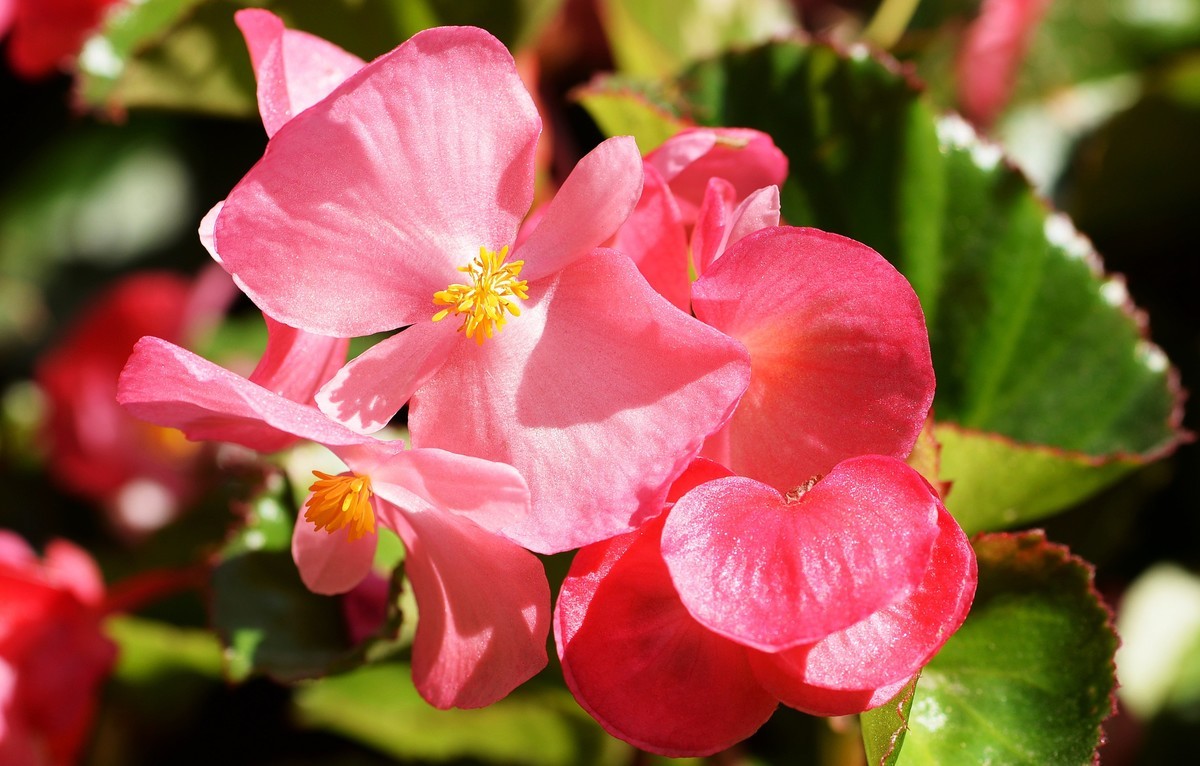 秋海棠(二)-中关村在线摄影论坛