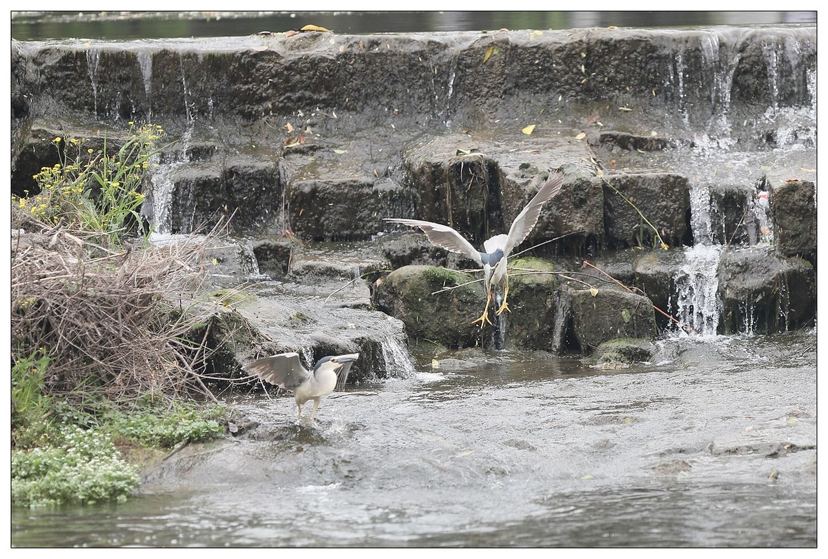 为了争夺食源地，打起架来互不让（八）