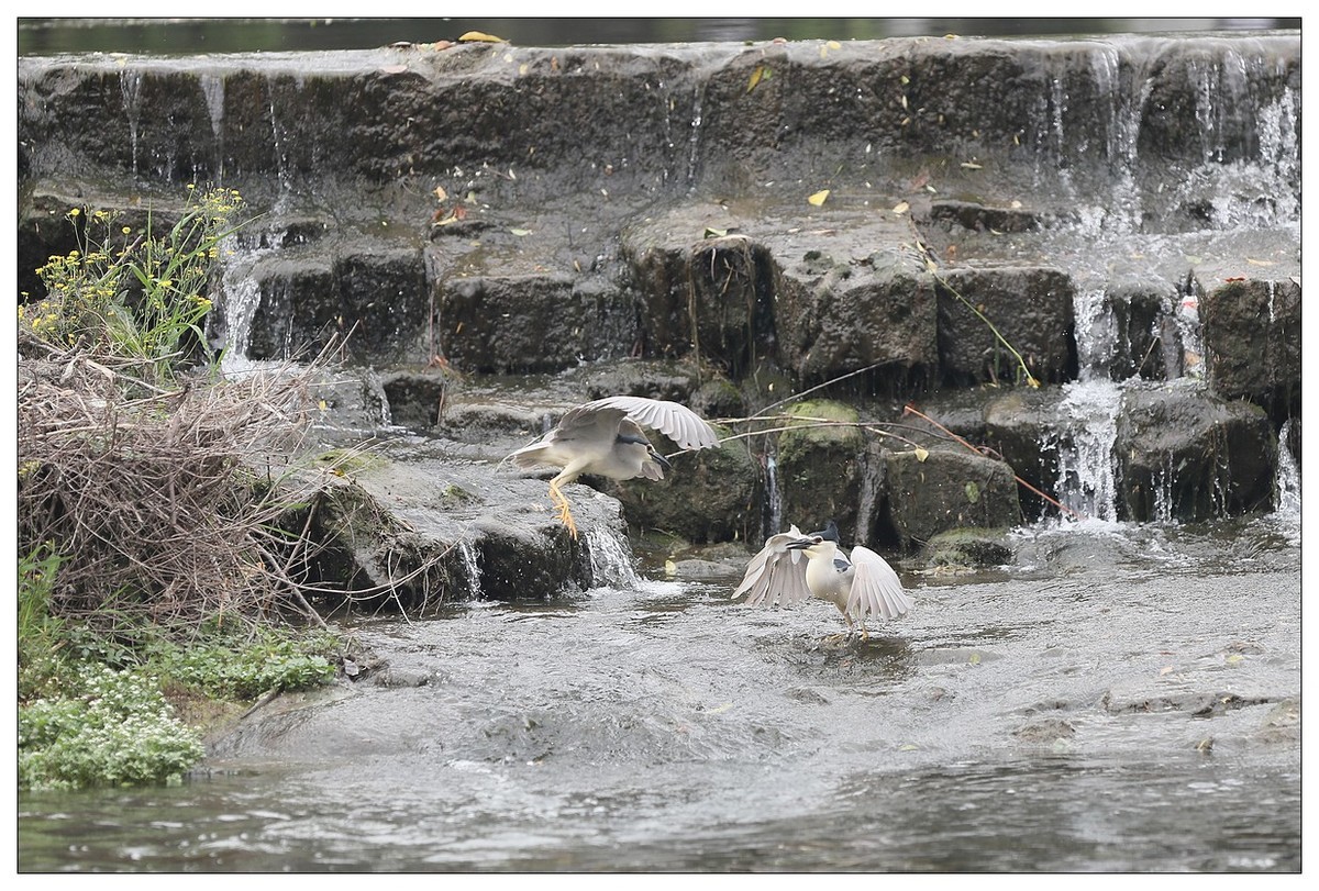 为了争夺食源地，打起架来互不让（八）