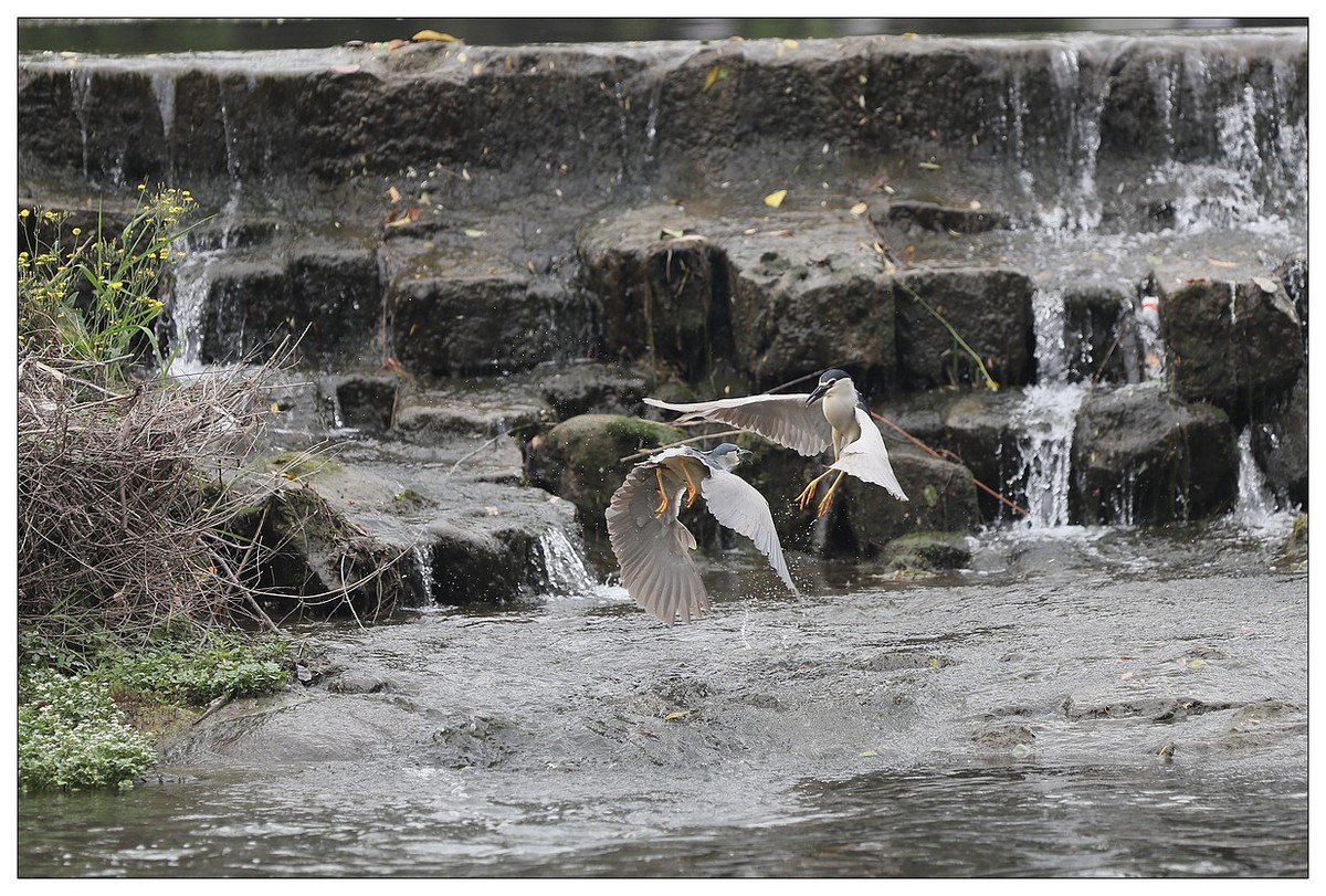 为了争夺食源地，打起架来互不让（八）