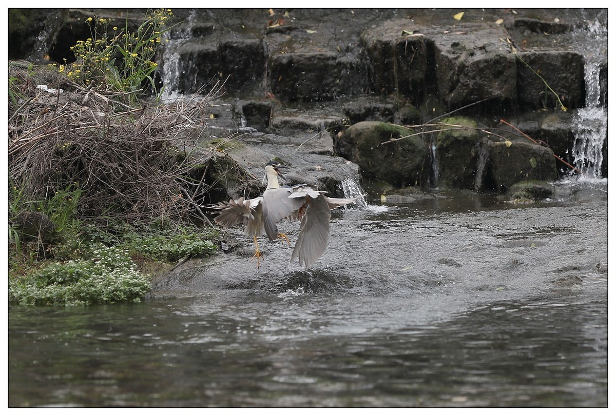 为了争夺食源地，打起架来互不让（八）
