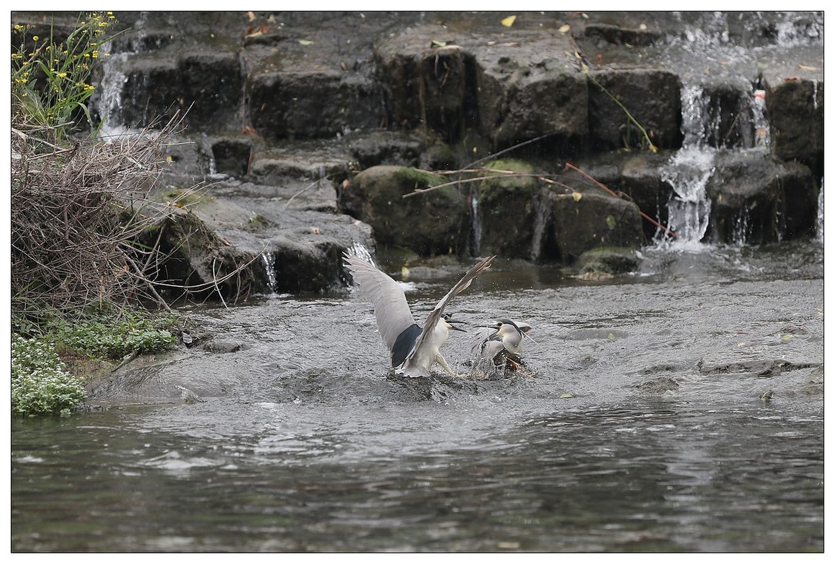 为了争夺食源地，打起架来互不让（八）