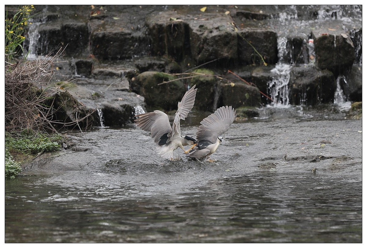 为了争夺食源地，打起架来互不让（八）