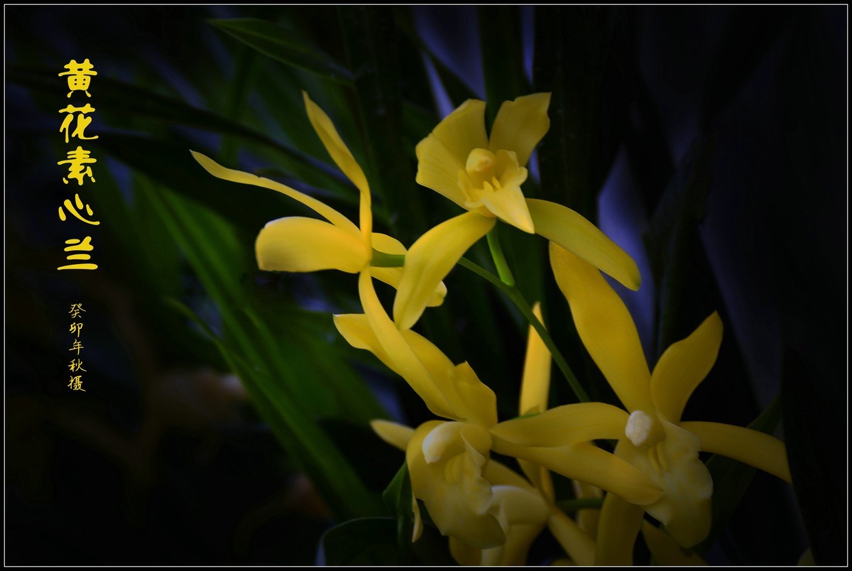 黄花素心兰（2023250）——提前祝大家中秋节快乐！