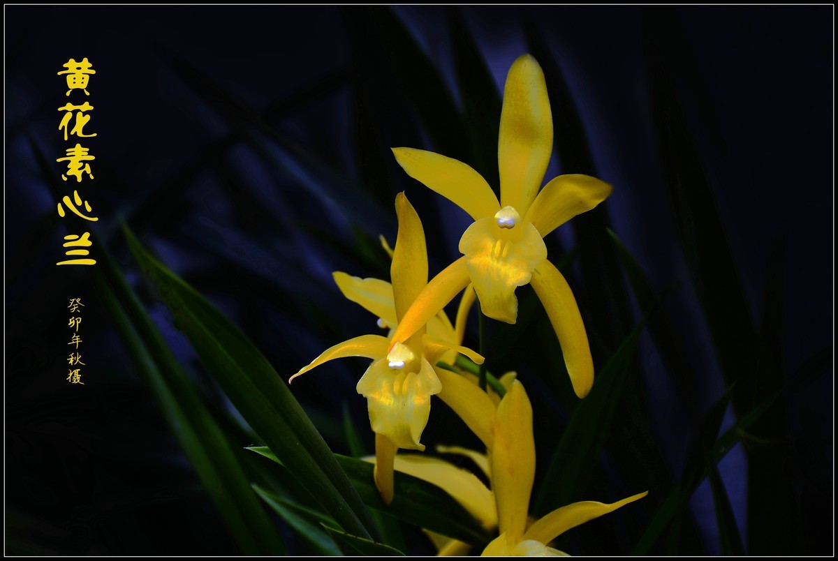 黄花素心兰（2023250）——提前祝大家中秋节快乐！