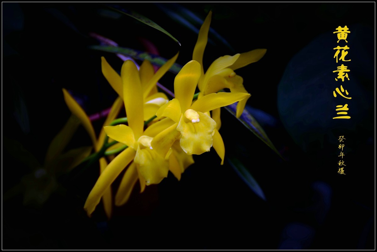 黄花素心兰（2023250）——提前祝大家中秋节快乐！