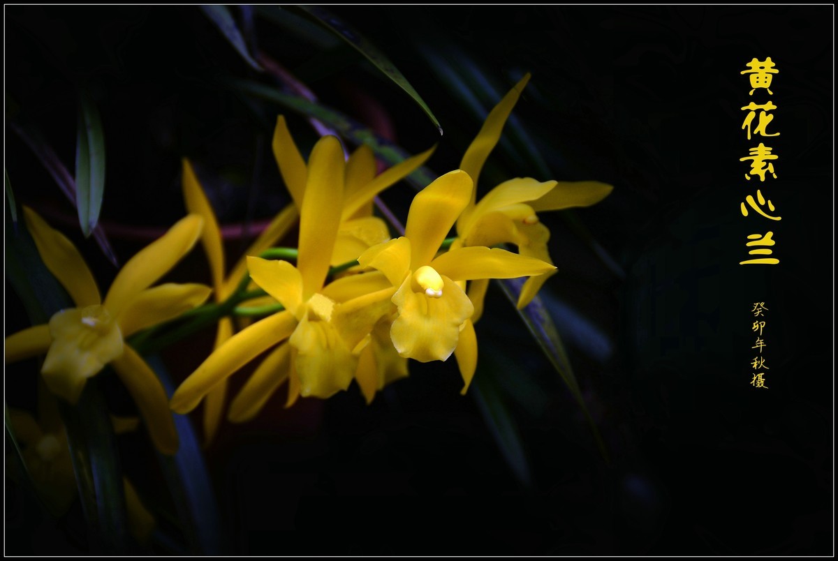 黄花素心兰（2023250）——提前祝大家中秋节快乐！