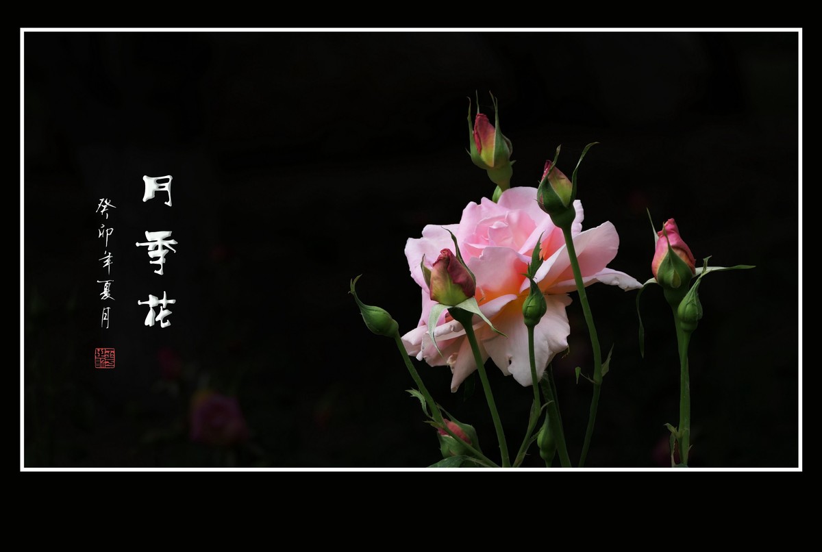 娇媚漂亮的月季花