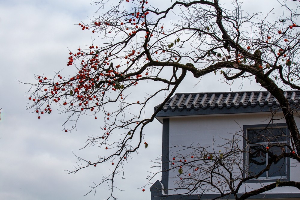 又是一年柿红时】