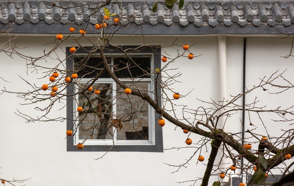 又是一年柿红时】