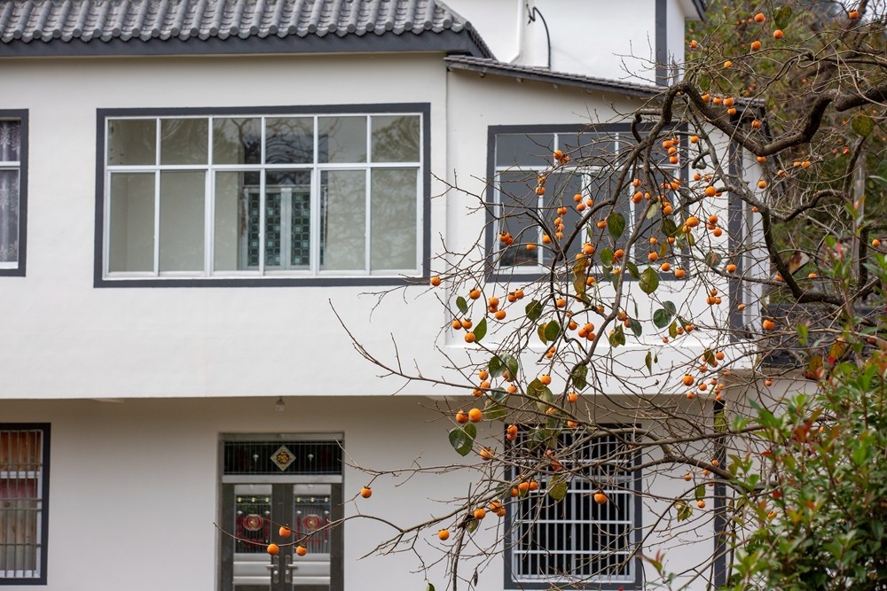 又是一年柿红时】