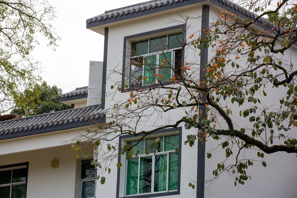 又是一年柿红时】