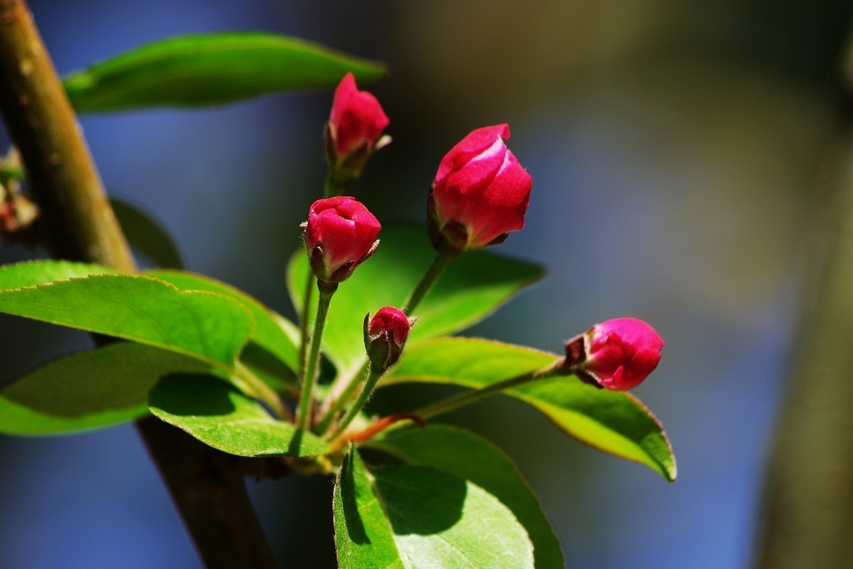 愿作一朵含苞待放的海棠