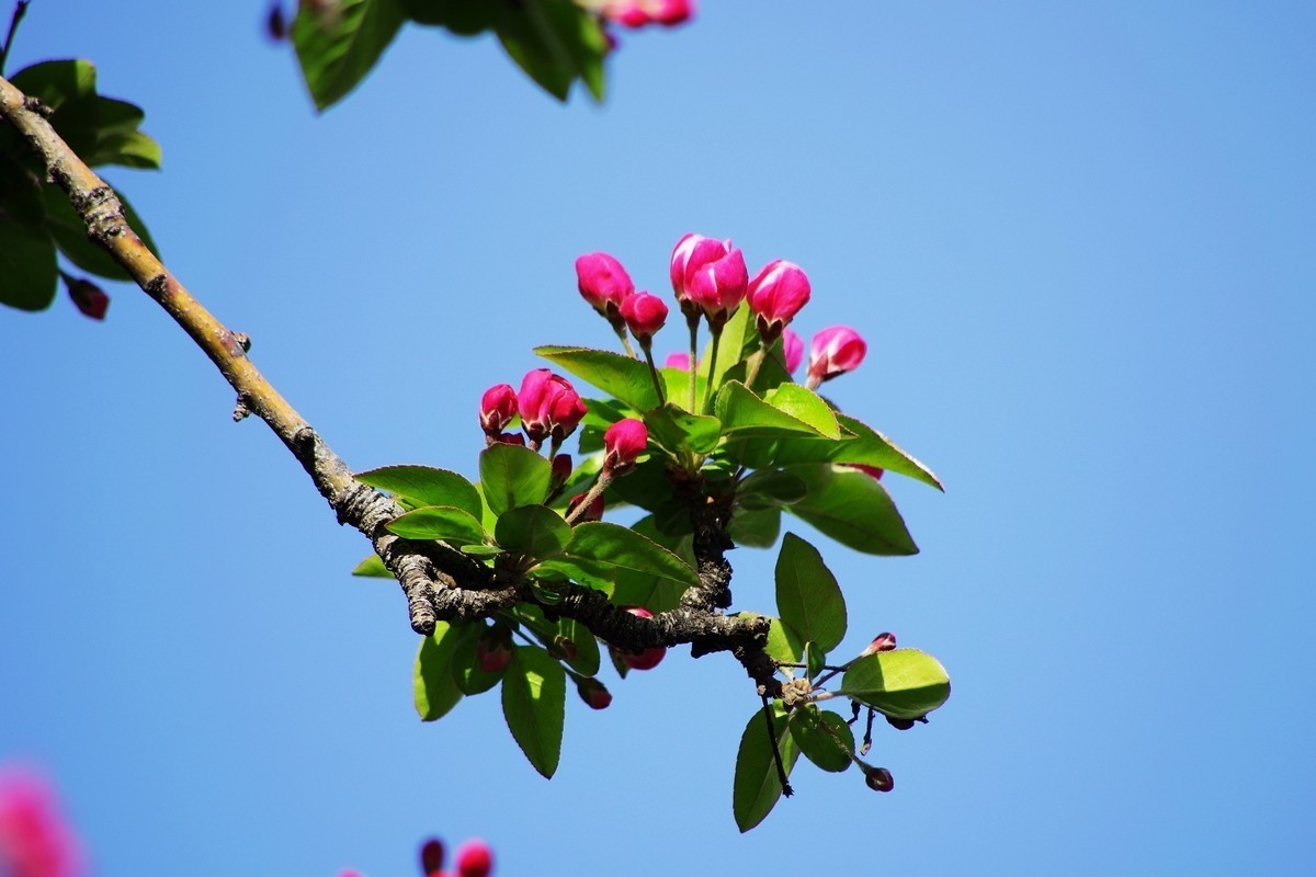 愿作一朵含苞待放的海棠