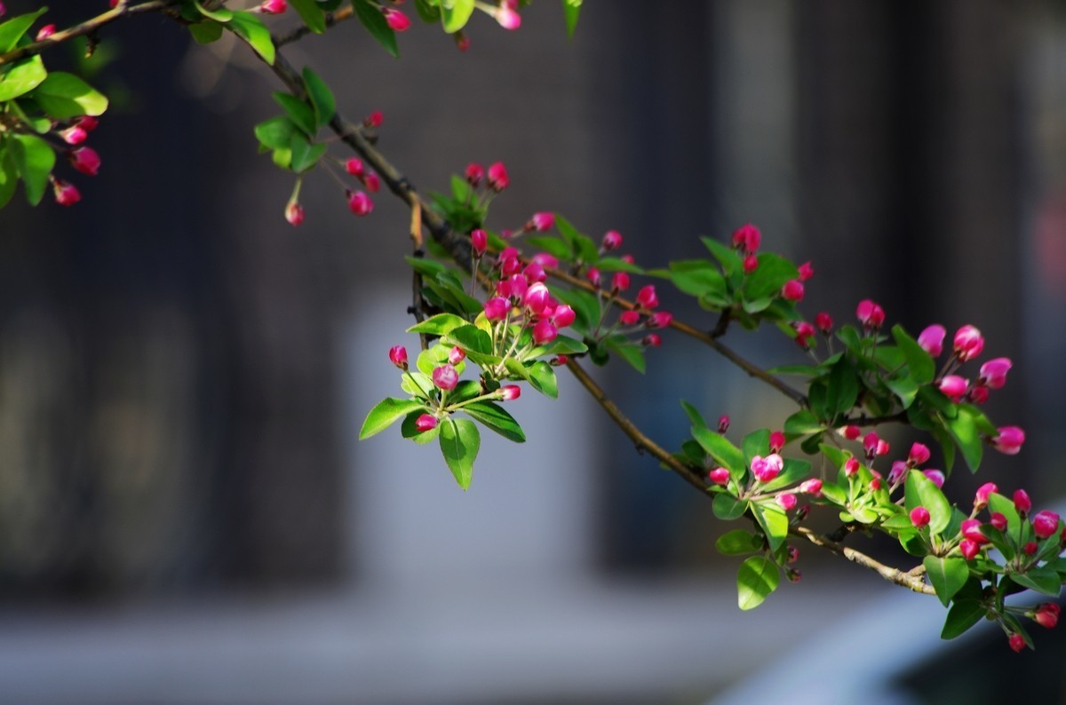 愿作一朵含苞待放的海棠