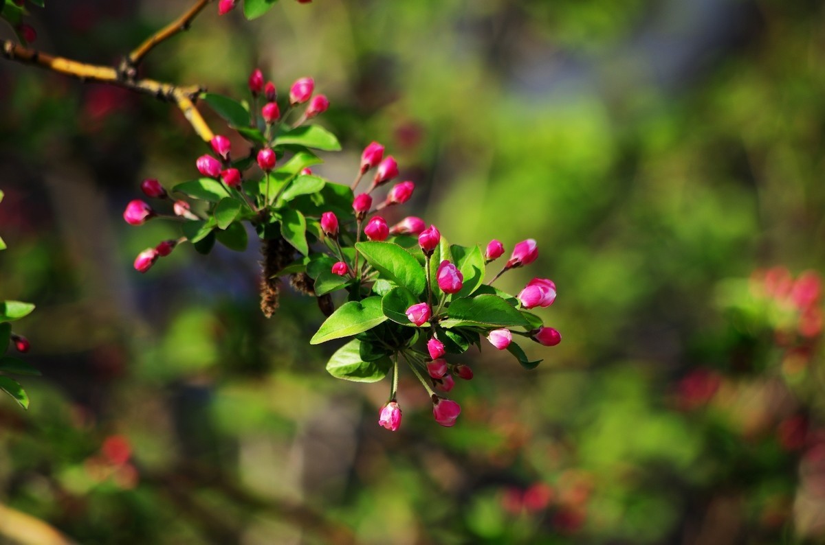 愿作一朵含苞待放的海棠