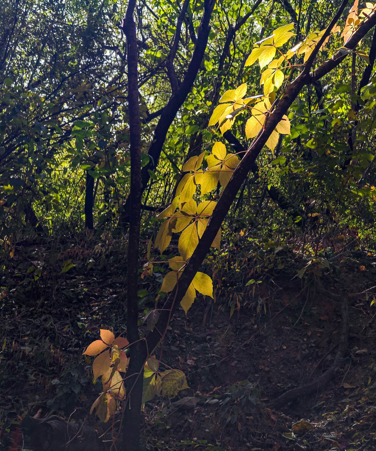 手机随拍20231026《261》