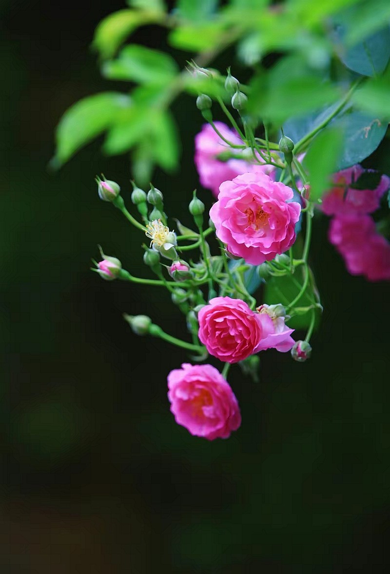 蔷薇花